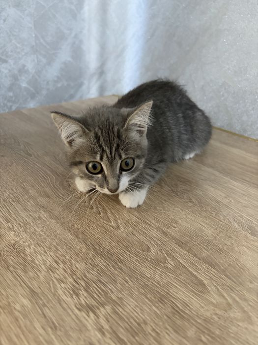 котенок бесплатно