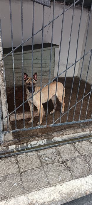 Бельгийская овчарка (малина)