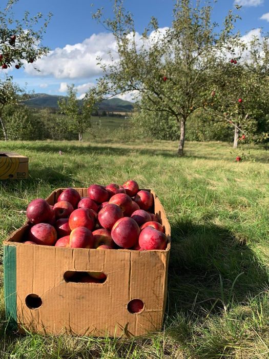Produc suc natural de mere la comandă – Aduceți merele, primiți sucul!
