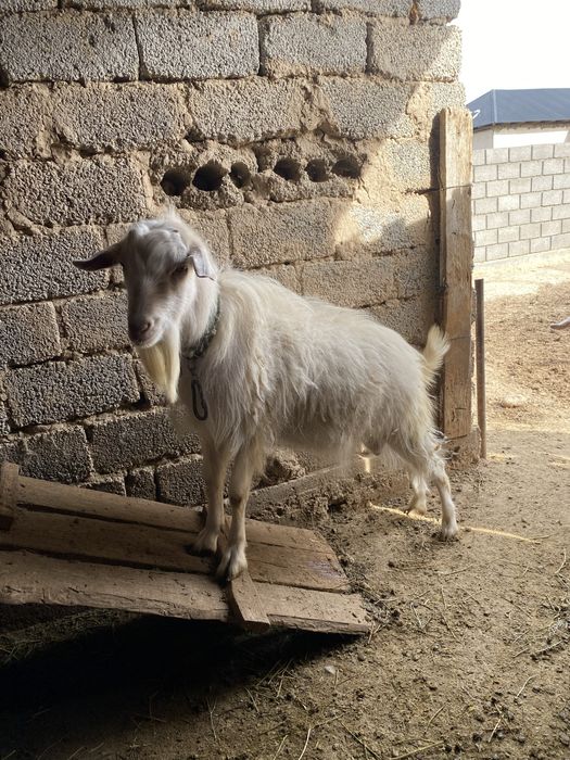 Теке сатылады 1 жасар