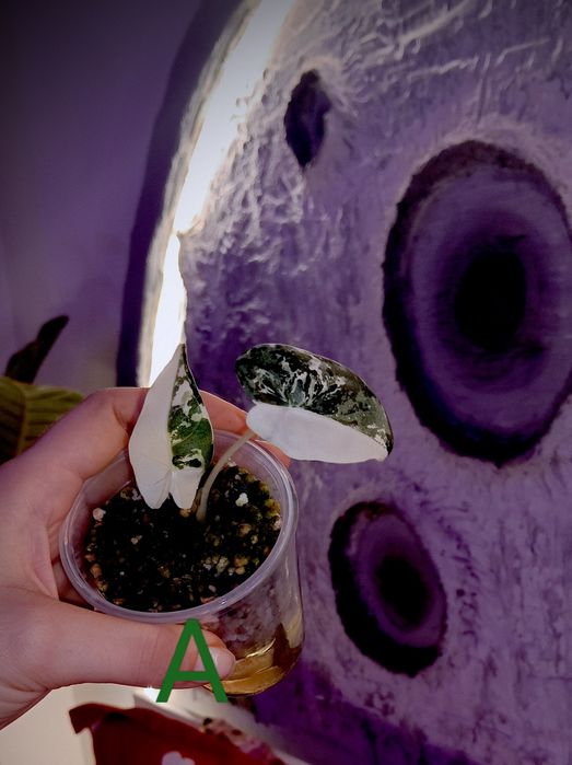 Plante exotice ( Alocasia frydek variegata)