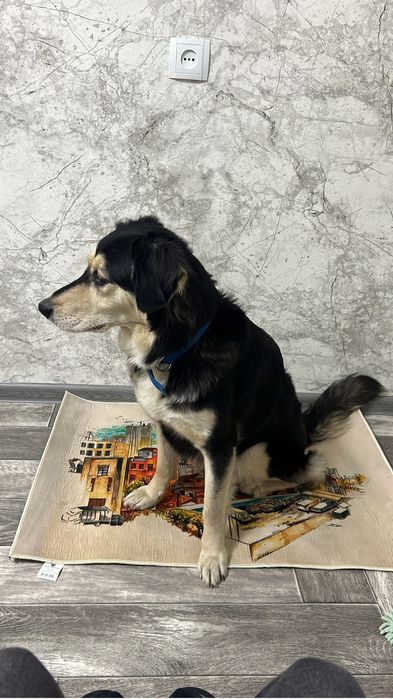 Собака в добрые руки