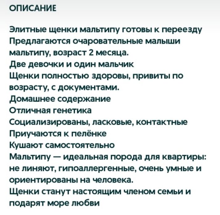 Элитные щенки мальтипу - девочка и мальчик