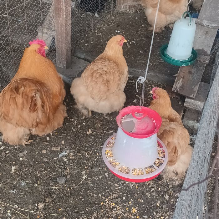 Familii Cochin galben uriaș și Brahma negru și albastru