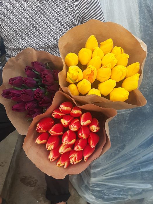 Голландские тюльпаны