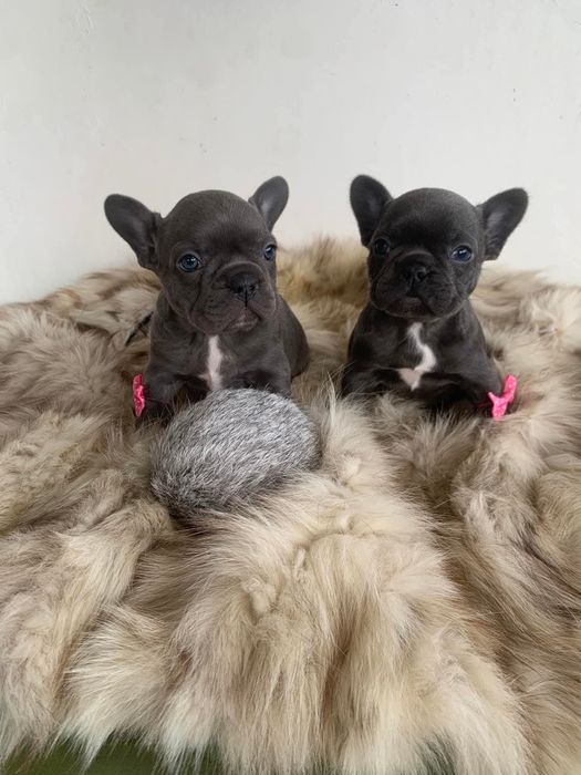 Френски сини булдоци момиче и момче