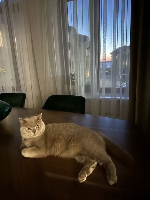 Кот британской породы