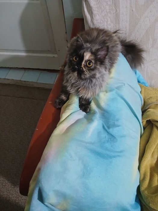 Продаю персидский кошку алиментный  котёнок