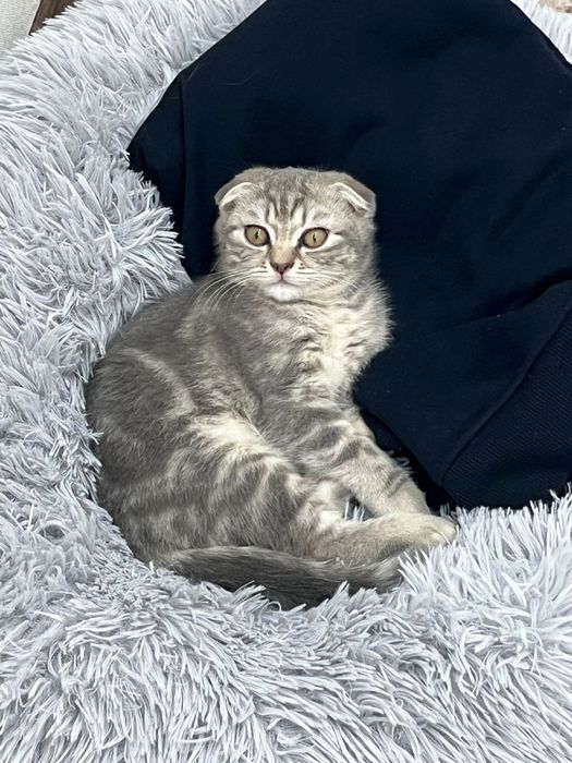 Шотландская вислоухая котешка