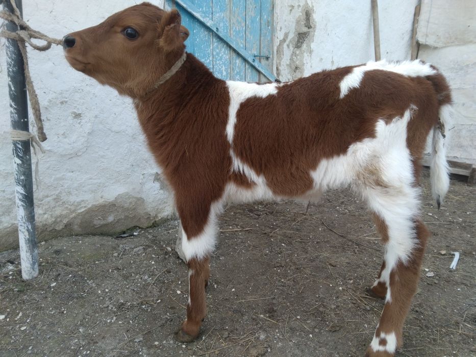 Бұзау сатылады, продам телёнка