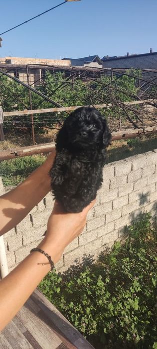 Мальтипу черного цвета