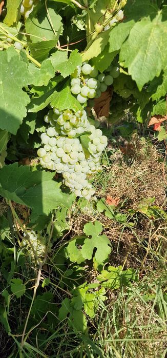 Vand struguri de vin avem mai multe soiuri