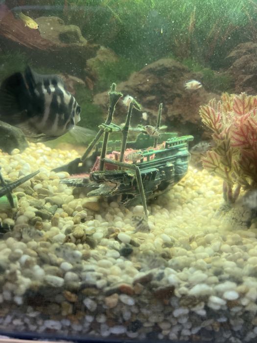 Рыбки голубой папугай