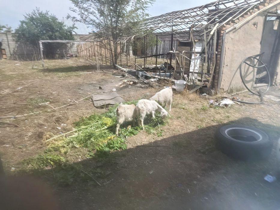 Продам Козлят домашних