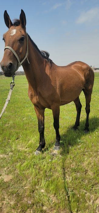 От сотилади бия ювош согдиради миндиради!