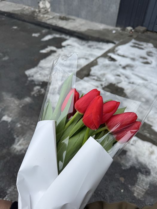 Продается тюльпаны тульпан сатылады