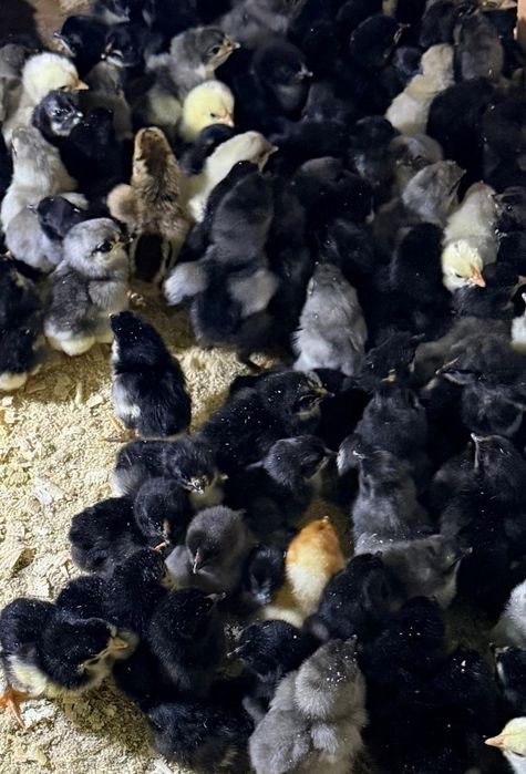 Продаются суточные цыплята