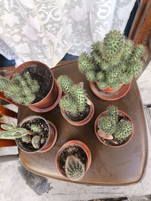 Домашние цветы из дома