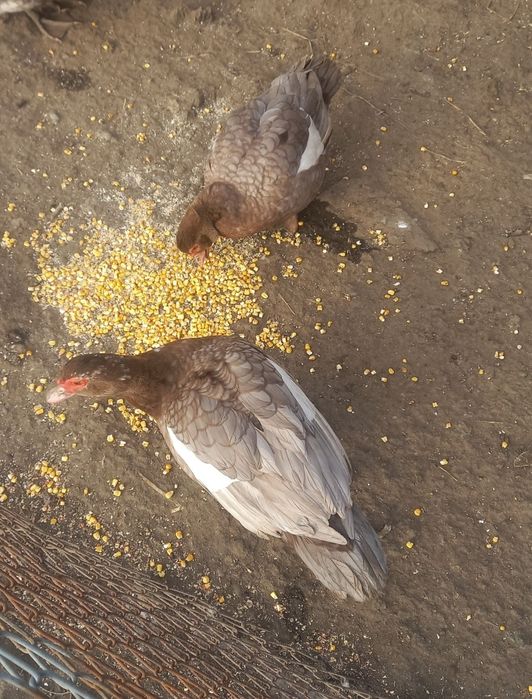 Vând rate mute ciocolatii