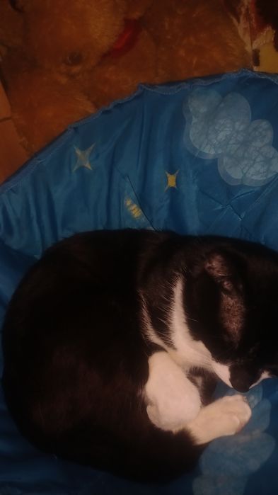 Donez Motan,răspunde la numele Blackie