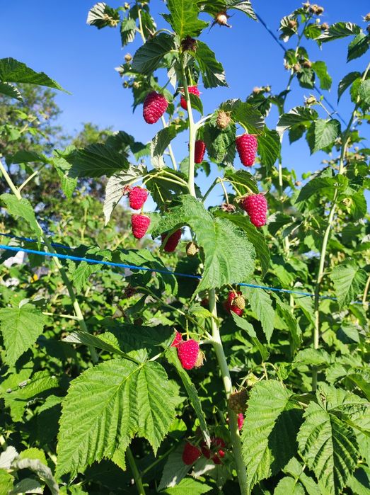 Малина Карамелька