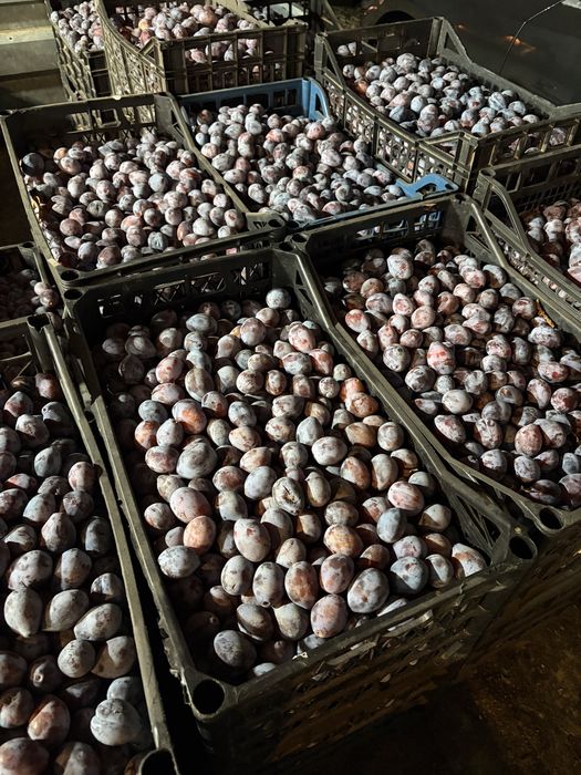 Prune Agen / Arjan de vanzare