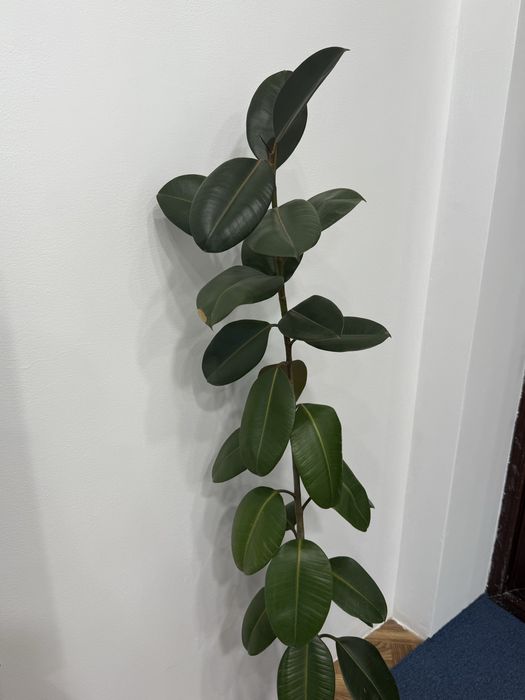 Fikus, ficus, qora shahzoda ofis va uy uchun gul dekorativ tabiiy