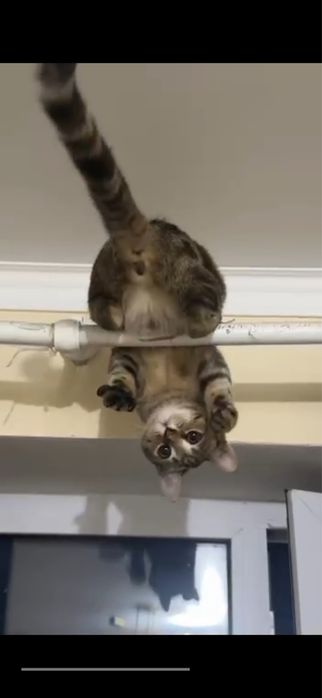 Кошка  смесь шотлан+британка