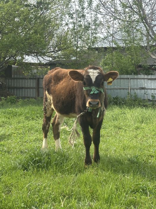 Продам телку 10 мес