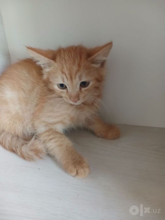 Отдадим котенка бесплатно!