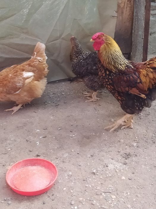 Cocosi și găini tinere