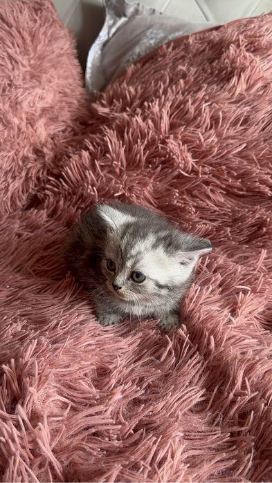 Шотландские котята