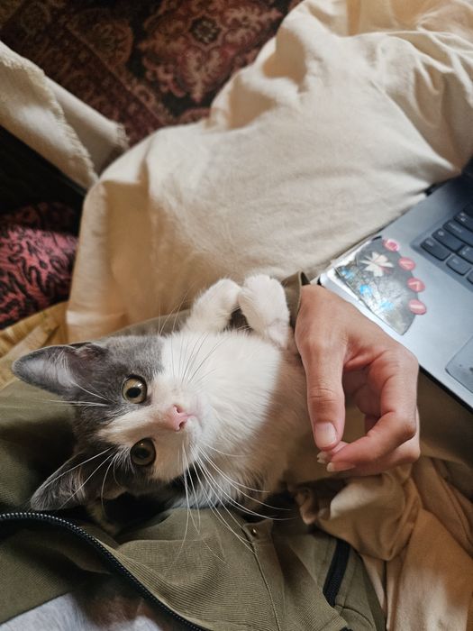 Мъжко коте за осиновяване