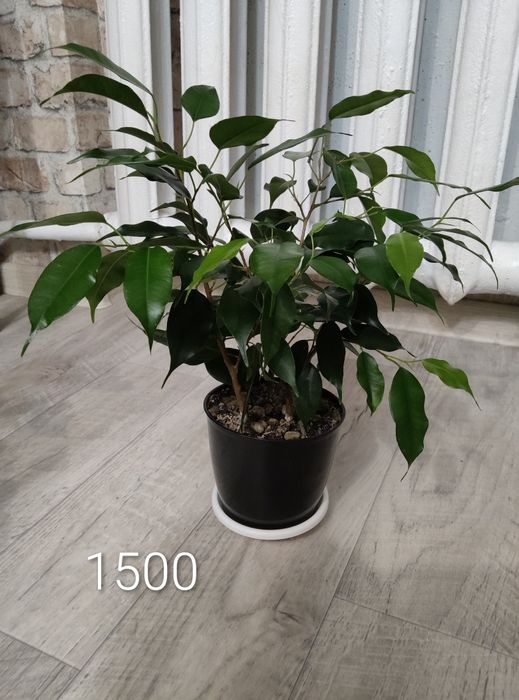 Продам фикус Бенджамина