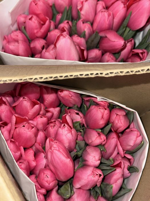 Продам тюльпаны 750