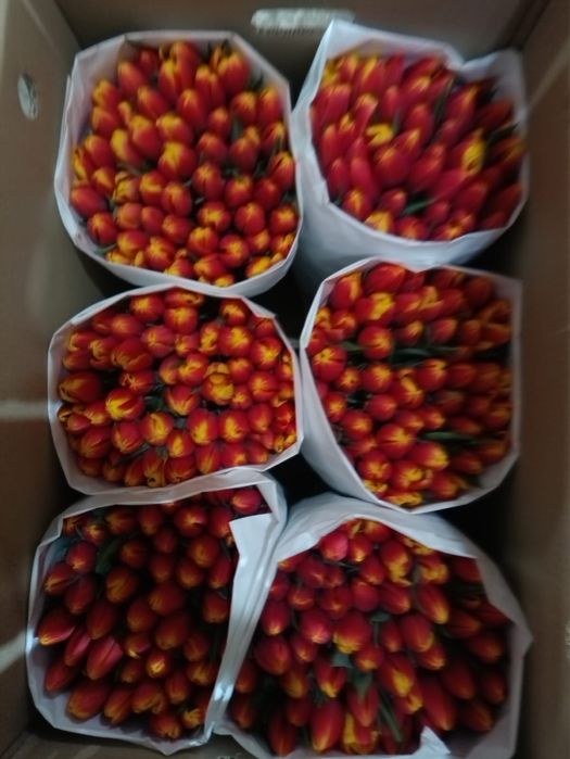 Свежий тюльпаны на 8 март