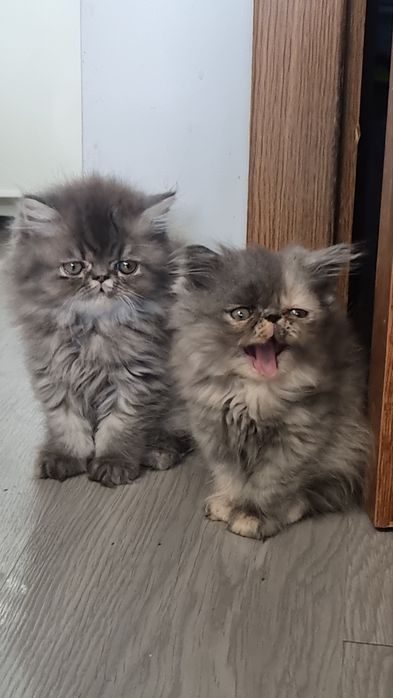 Персийски котета родени на 23.05.26г.