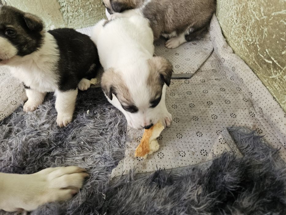 Щенки в добрые руки бесплатно