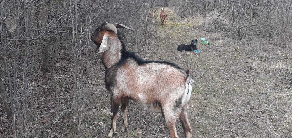 Vând tap anglonubian crotaliat