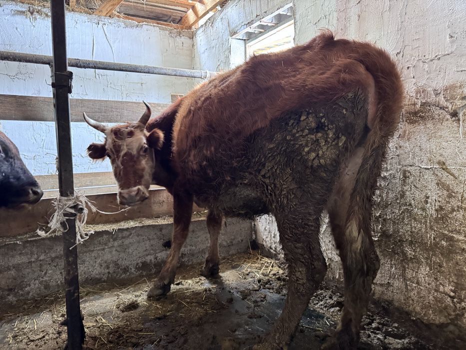 Сиыр ұрғашы сиыр