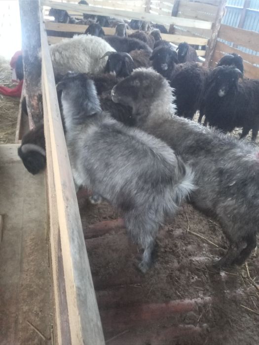 Қой, тоқты сатылады 50