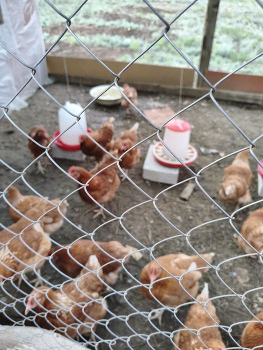 Продам курицу ламон браун