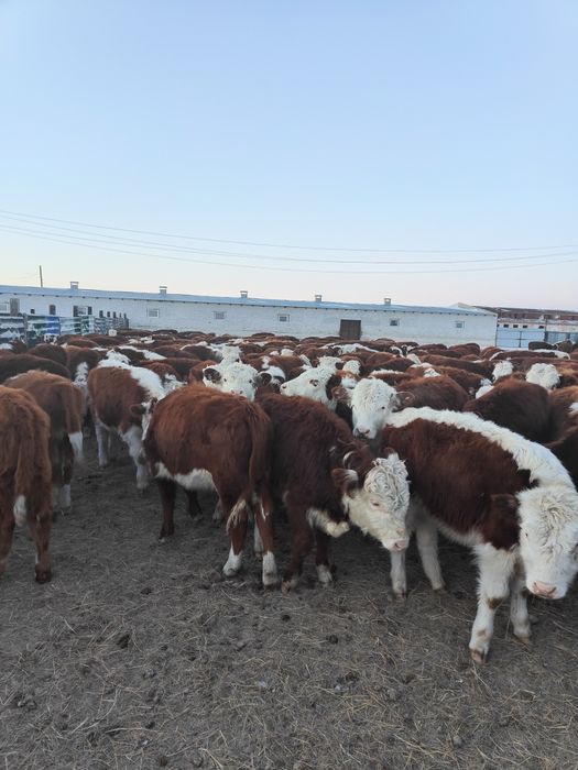 Ұрғашы подсостар сатылады.