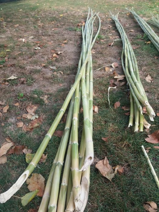 Vand BAMBUS producție 2025.