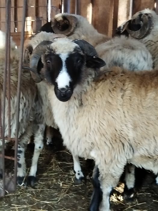 Vând berbeci Turcan miori