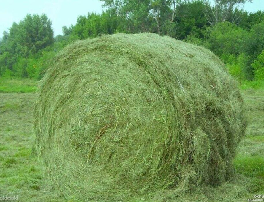 Сено в рулонах качественное прошлогоднее