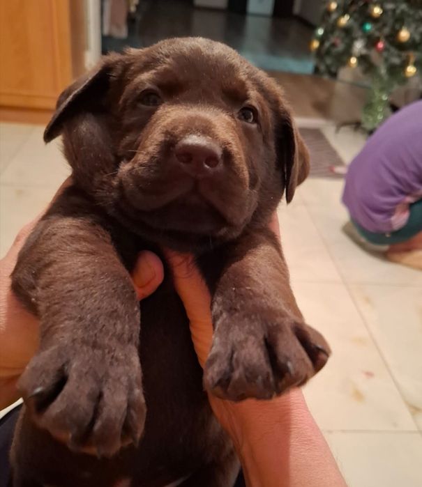 Есть на бронь лабрики-шоколадки