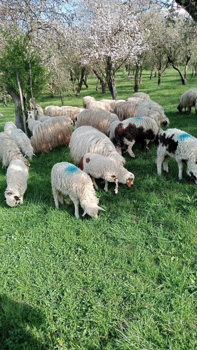 Vând oi cu miei pe alesu