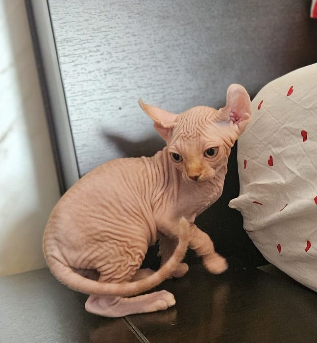 Baietel sphynx/sfinx/elf deosebit