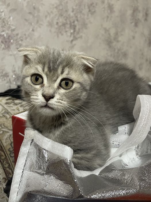 Продаются котята!!!